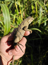 Load image into Gallery viewer, 2023 Grand Cayman Hybrid Rock iguana High blue
