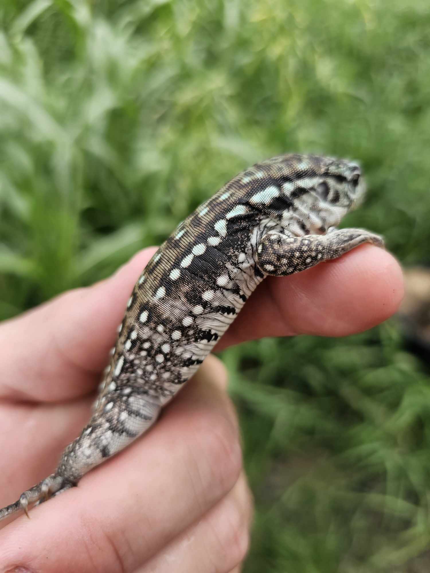tegu Adult female Oddball Sky Panther Tegu. She is 2 years old