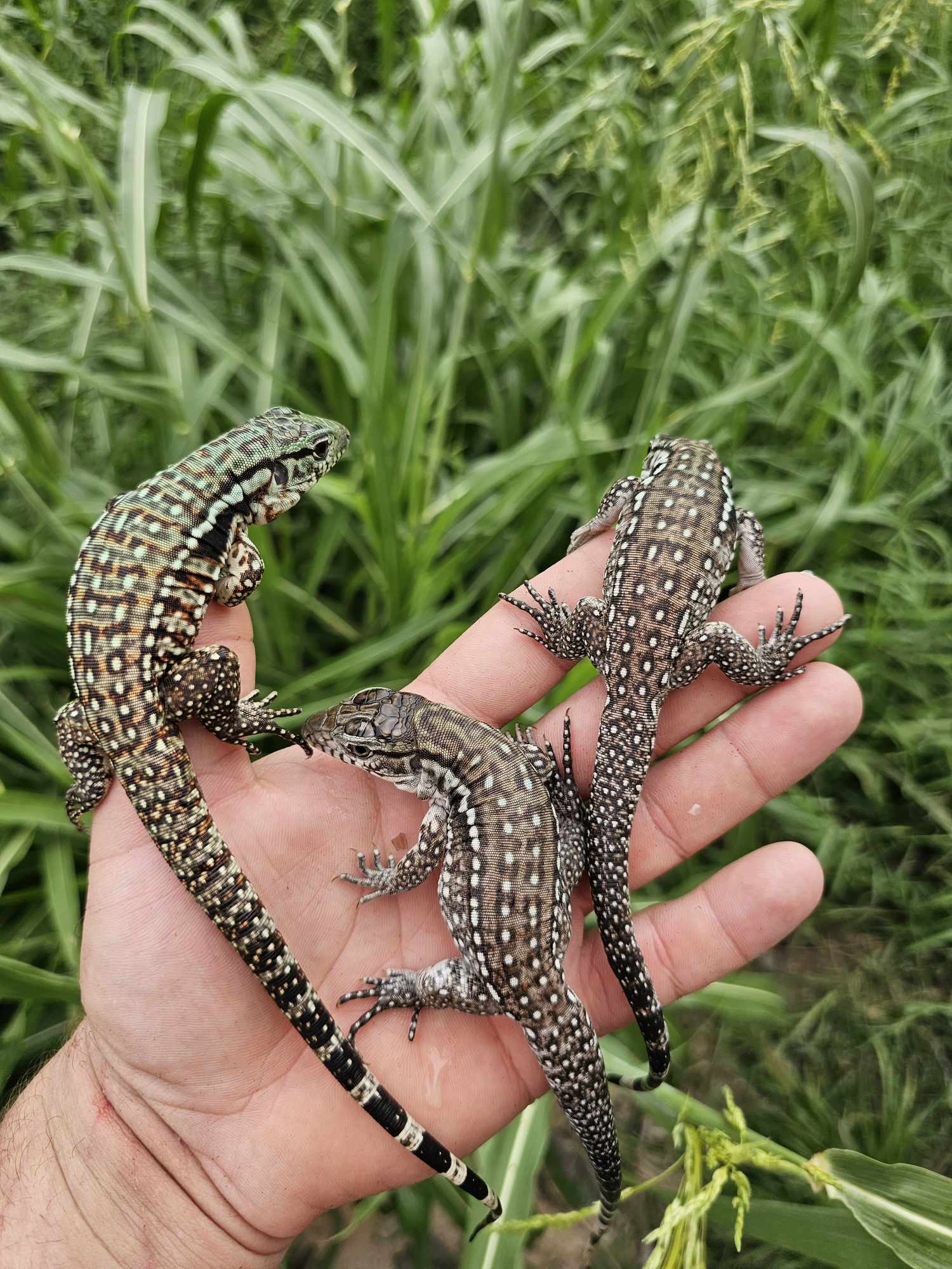 tegu 2025 Fire ice Albino tegus – Jesse's Jungle