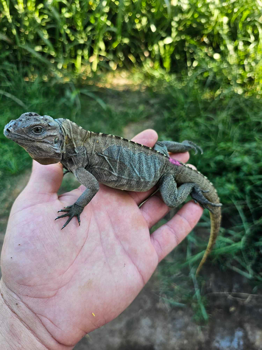 2022 High blue multi horn Blue Rhino Iguana