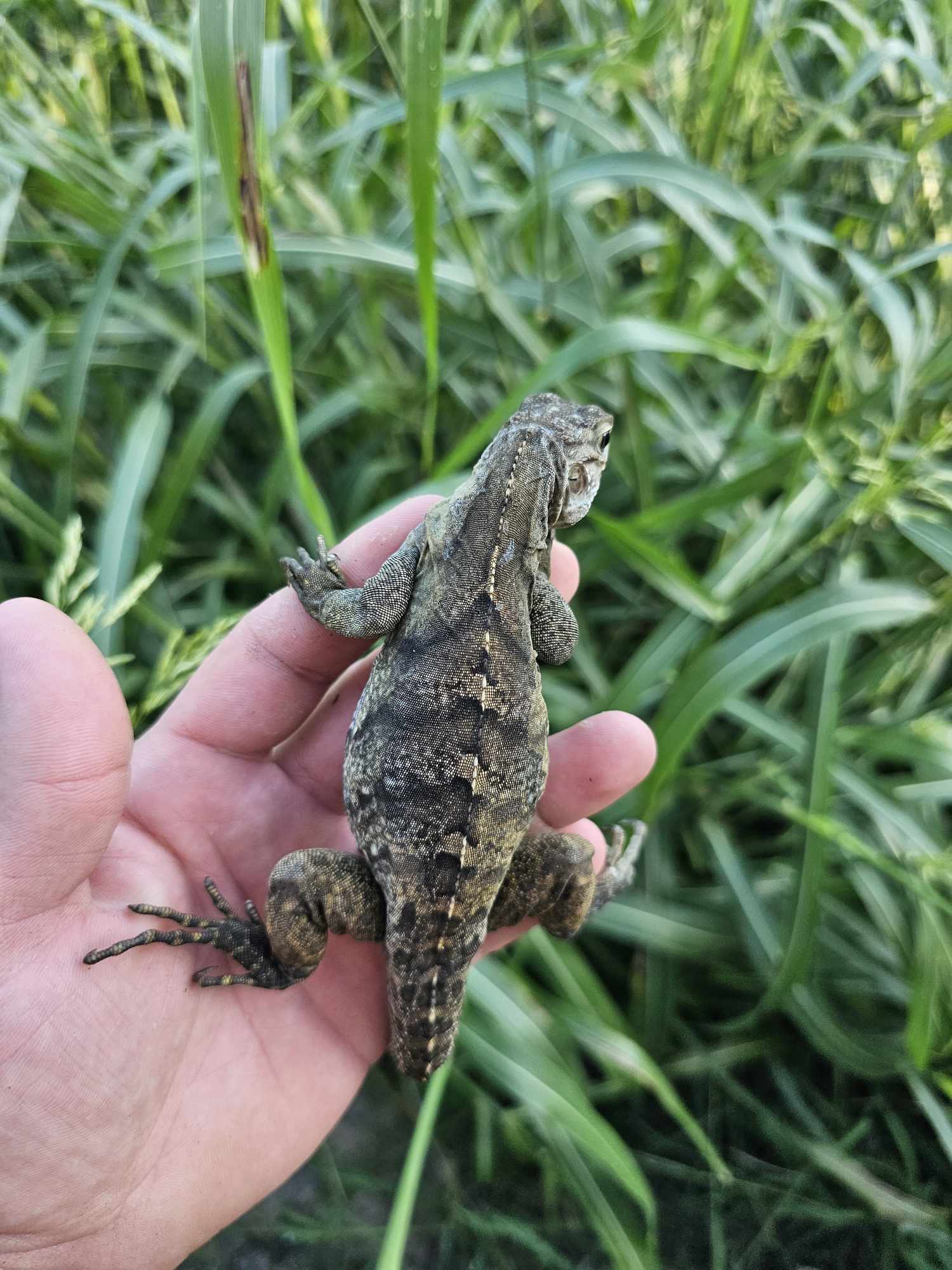 2022 Grand Cayman Hybrid Rock iguana – Jesse's Jungle