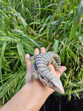 Load image into Gallery viewer, 2023 High black Blue ice Albino tegu
