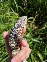 Load image into Gallery viewer, 2023 High black Blue ice Albino tegu
