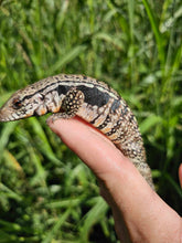 Load image into Gallery viewer, 2023 Blue ice 100% het Albino tegu

