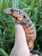 Load image into Gallery viewer, 2023 Fire ice 66% Het albino tegus
