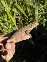 Load image into Gallery viewer, 2023 Grand Cayman Hybrid Rock iguana High blue
