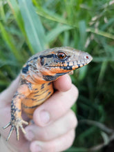 Load image into Gallery viewer, 2023 Fire ice 66% Het albino tegus
