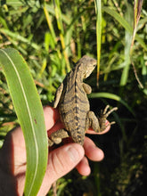 Load image into Gallery viewer, 2023 Grand Cayman Hybrid Rock iguana High blue
