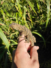 Load image into Gallery viewer, 2023 Grand Cayman Hybrid Rock iguana High blue
