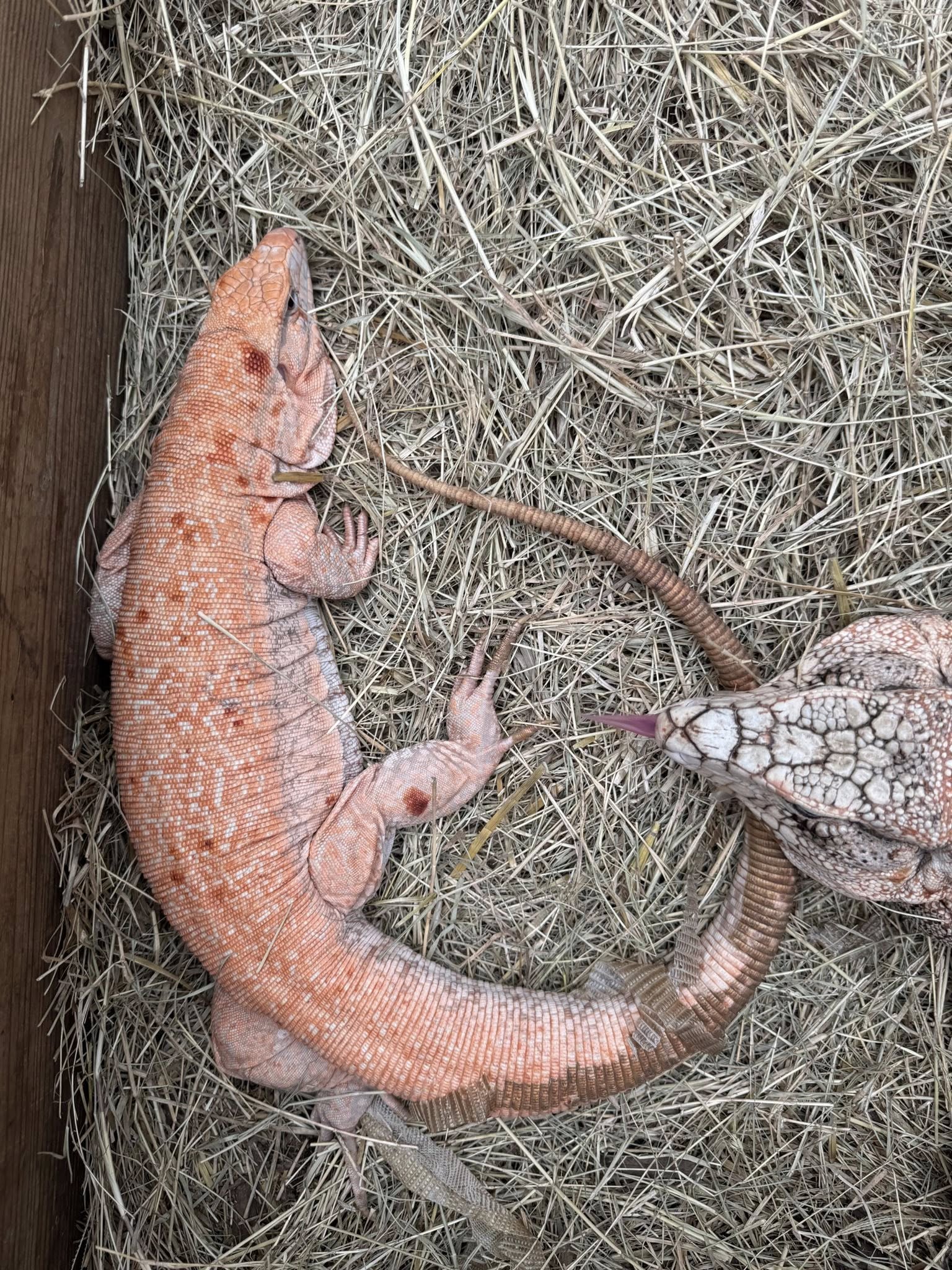 tegu 2025 Fire ice Albino tegus – Jesse's Jungle