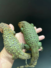 Load image into Gallery viewer, Northern Caiman lizard
