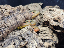 Load image into Gallery viewer, Northern Caiman lizard
