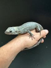 Load image into Gallery viewer, 2022 Utila island spiny tail ( bakeri iguana)
