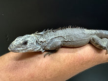 Load image into Gallery viewer, 2022 Utila island spiny tail ( bakeri iguana)
