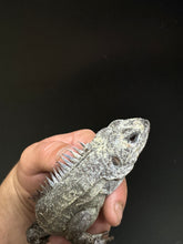 Load image into Gallery viewer, 2022 Utila island spiny tail ( bakeri iguana)
