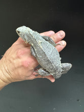 Load image into Gallery viewer, 2022 Utila island spiny tail ( bakeri iguana)
