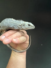 Load image into Gallery viewer, 2022 Utila island spiny tail ( bakeri iguana)
