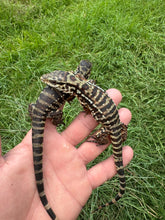 Load image into Gallery viewer, 2024 Pure Red Double 66% het Albino Anery
