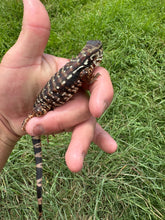 Load image into Gallery viewer, 2024 Pure Red Double 66% het Albino Anery
