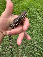 Load image into Gallery viewer, 2024 Pure Red Double 66% het Albino Anery
