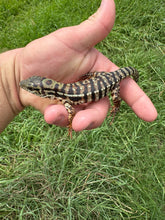 Load image into Gallery viewer, 2024 Pure Red Double 66% het Albino Anery
