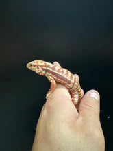 Load image into Gallery viewer, 2024 Pure Red Albino 66% het anery
