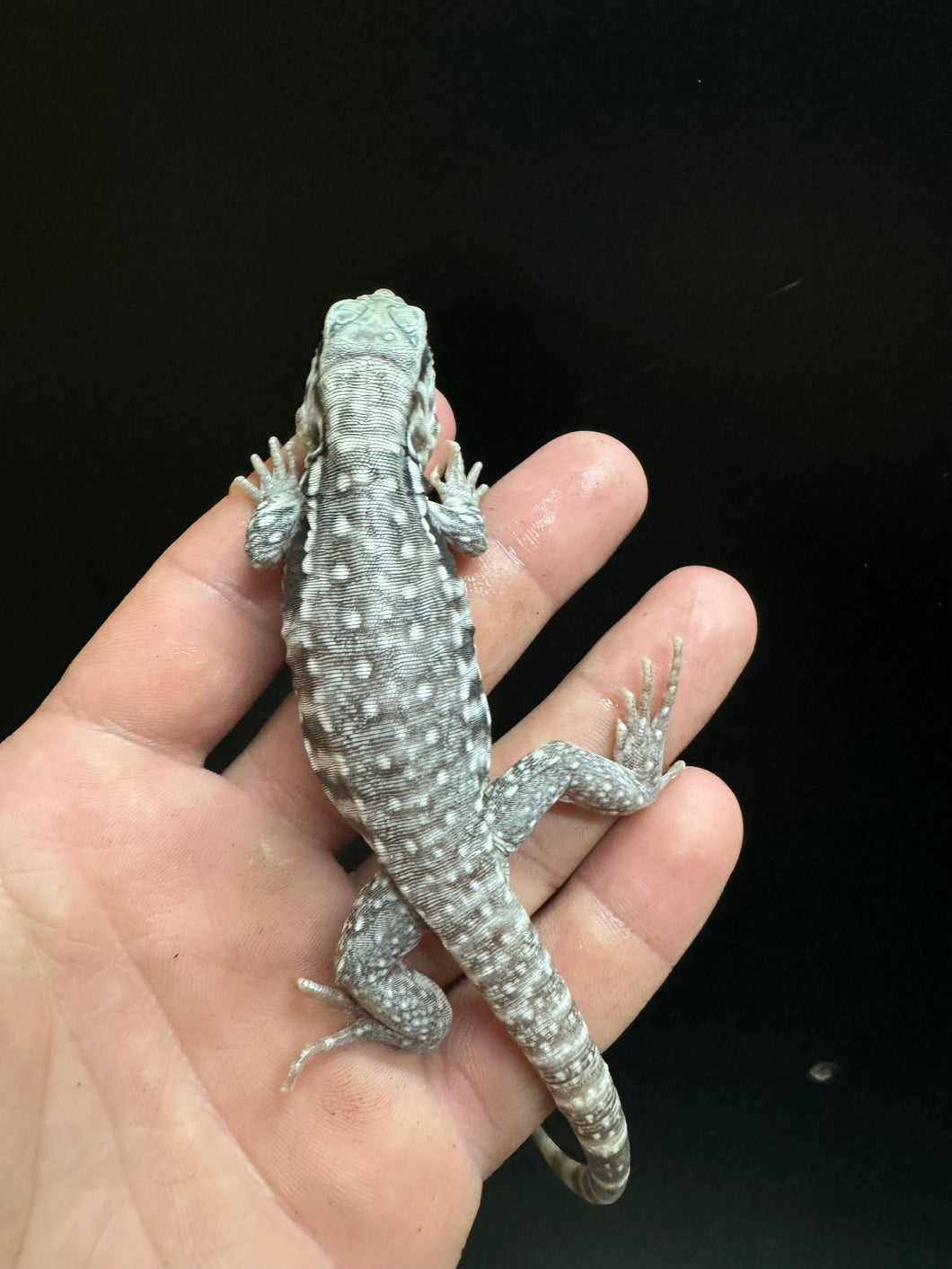 2024 Pure Red Snow Albino and anery