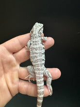 Load image into Gallery viewer, 2024 Pure Red Snow Albino and anery
