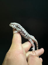 Load image into Gallery viewer, 2024 Pure Red Snow Albino and anery

