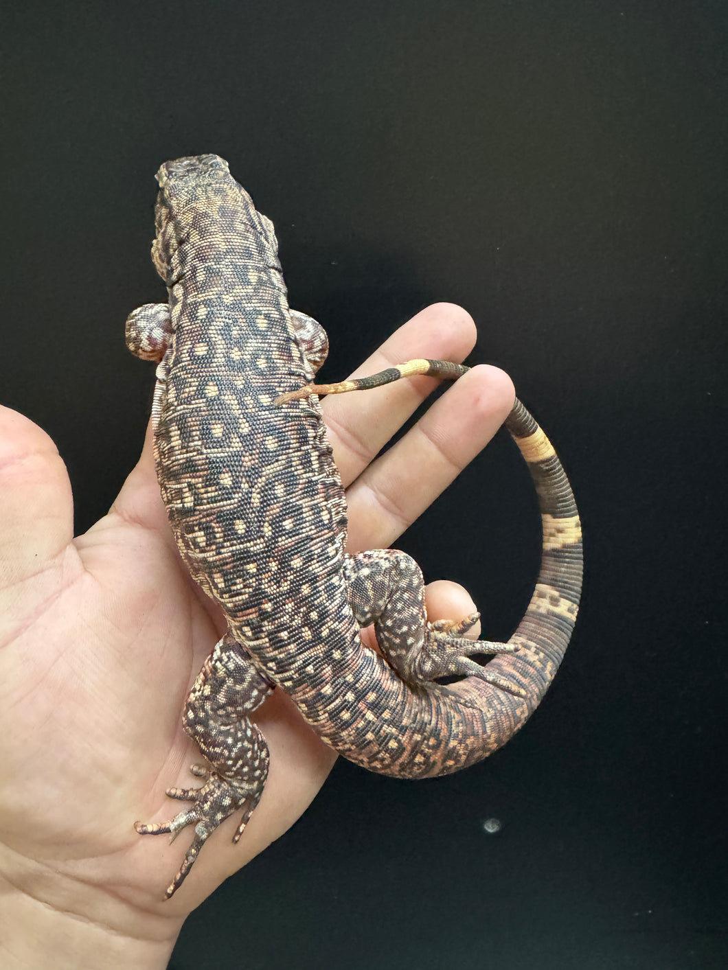 2025 Jaba Blood red 66% het anery Tegus (Autumn) EARLY BIRD DEAL Deposit