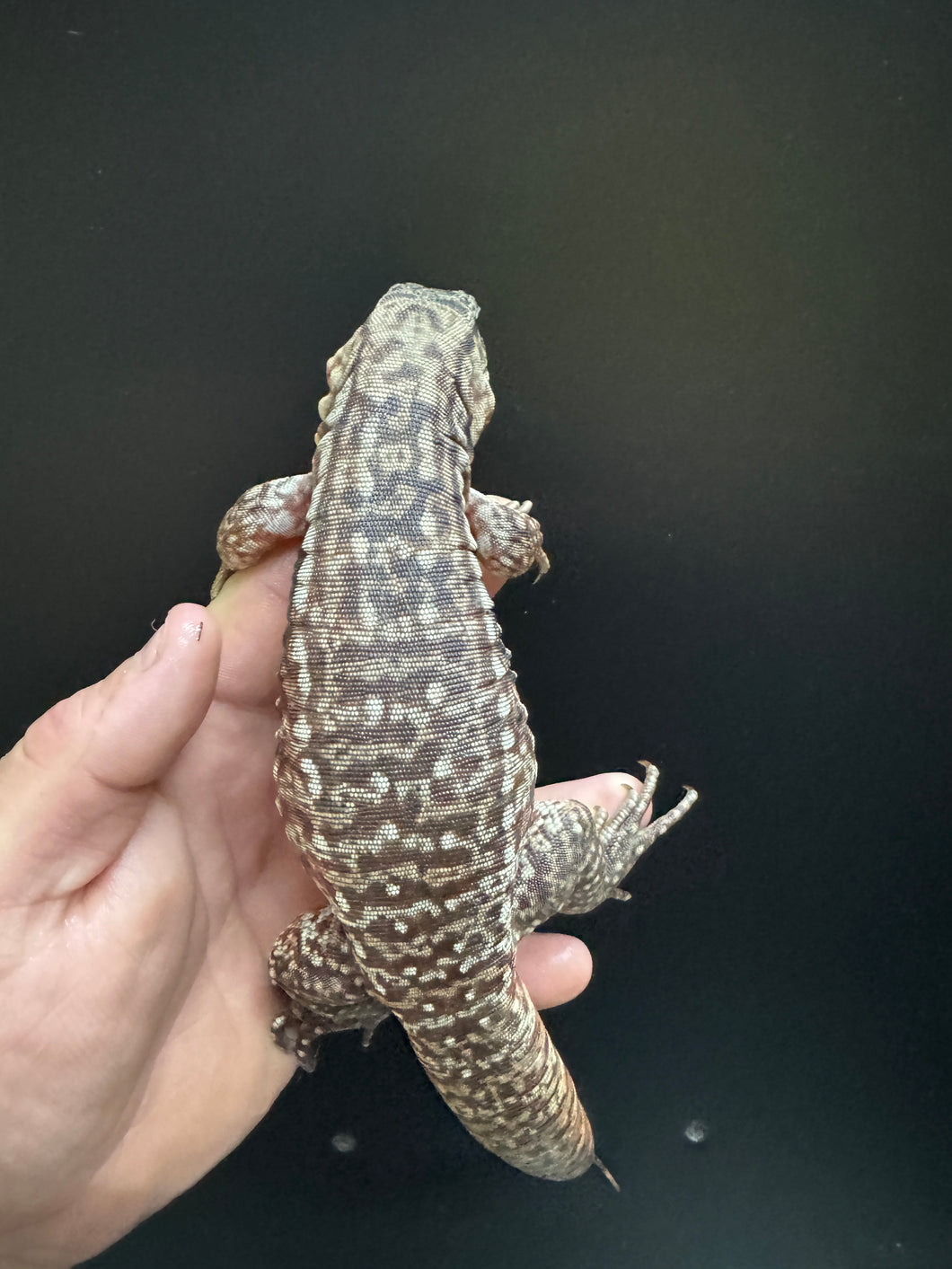 2024 Pure Red Pastel line 100%  het Albino (Clifford x Cleo)