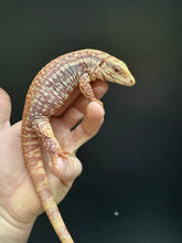 Load image into Gallery viewer, 2024 Pure Red Albino 66% het anery
