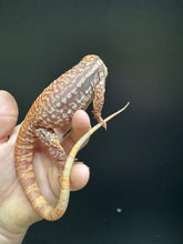 Load image into Gallery viewer, 2024 Pure Red Albino 66% het anery
