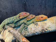 Load image into Gallery viewer, Northern Caiman lizard
