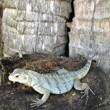 Load image into Gallery viewer, 2022 Grand Cayman Hybrid Rock iguana

