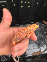 Load image into Gallery viewer, 2024 Fire ice Albino tegu
