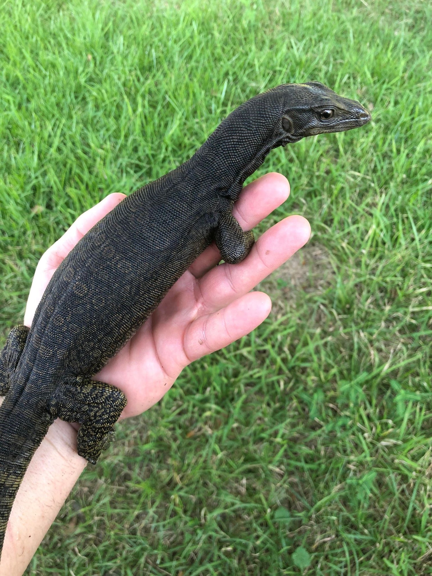 2022 Black dragon water monitor Jesse's Jungle