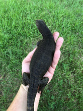 Load image into Gallery viewer, 2022 Black dragon water monitor
