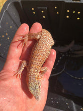 Load image into Gallery viewer, 2022 Fire ice Albino tegus

