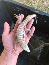 Load image into Gallery viewer, 2023 Blue ice Albino tegu

